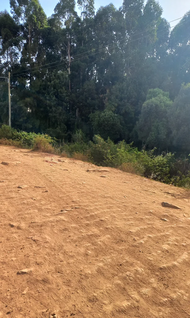 Cleared Dirt Land with Trees in Background for Site Preparation